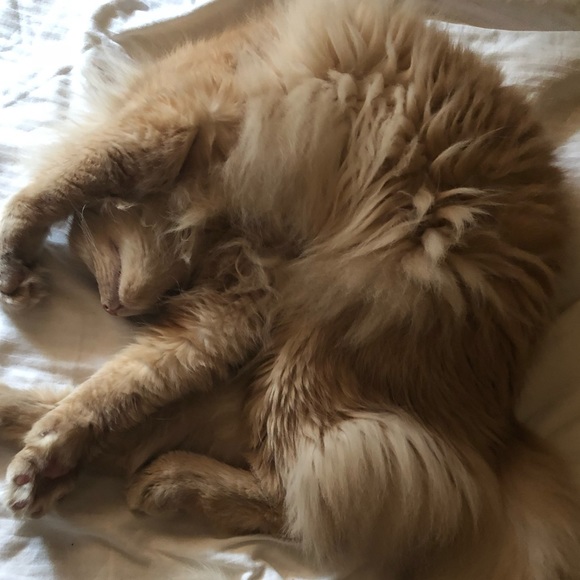 Meet your Posher, Tammie - Picture 7 of 9